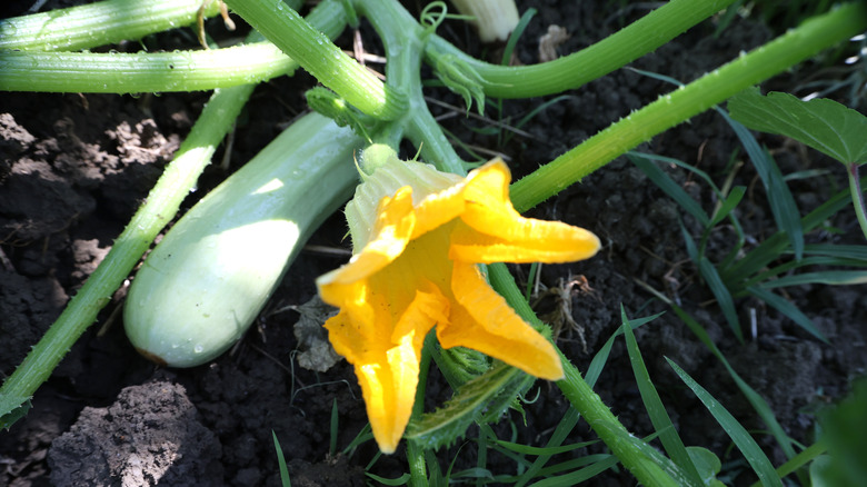 Squash fruit start to grow from a plant, with flowers still attached