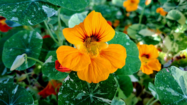 A brilliantly colored nasturtium is open wide amongst leaves