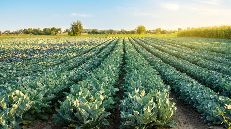 Broccoli spigarello growing in field