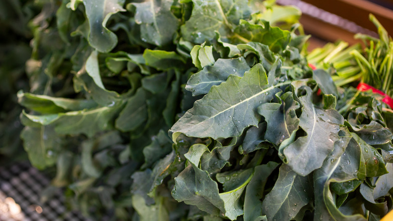 Bunch of broccoli spigarello