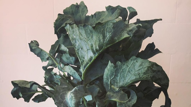 Broccoli spigarello leaves