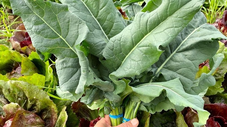Close up of broccoli spigarello