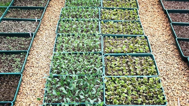 Young plants of broccoli spigarello