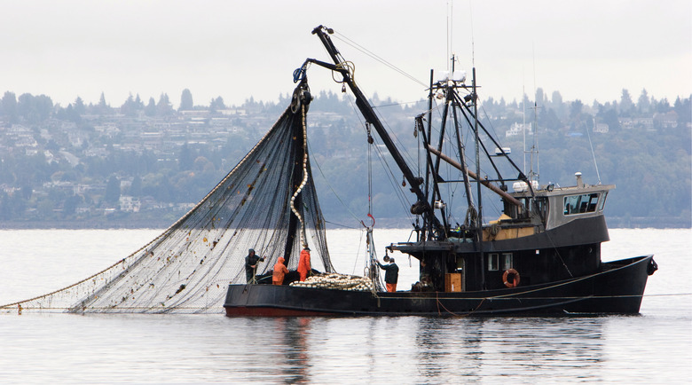 Purse Seine Demonstration for Alewife Research in Bagaduce River  Communities - YouTube