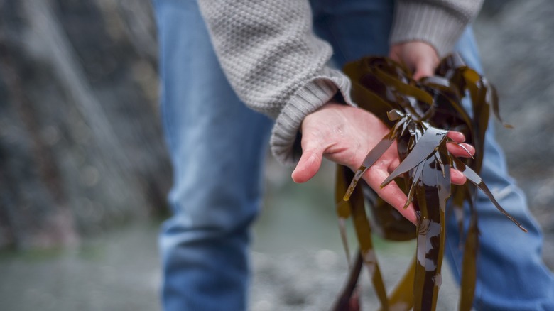 Person hand-harvesting seaweed