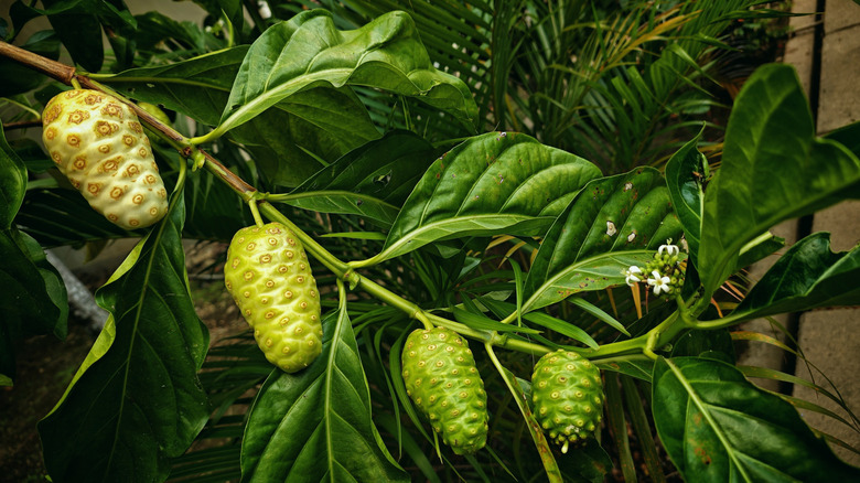 noni fruit growing on tree
