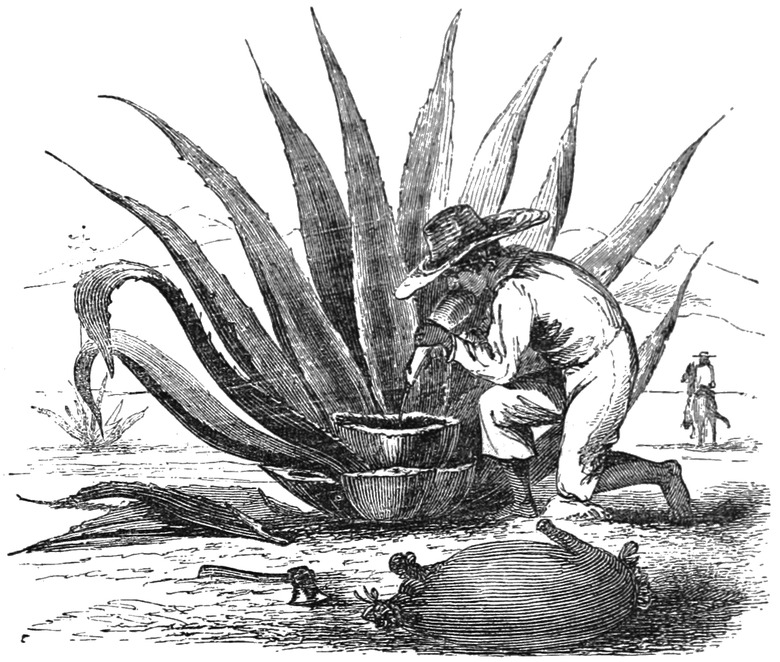 MASR_V2_D080_Making_pulque