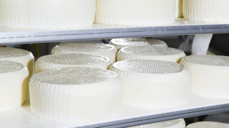 blocks of fresh cheese on shelves