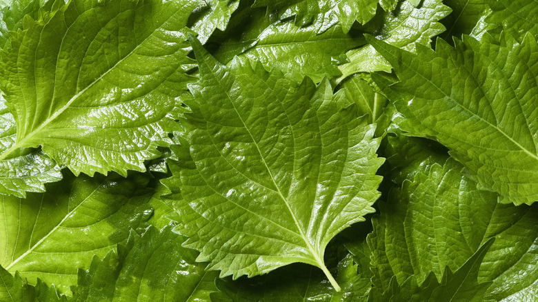 Shiso leaves in pile