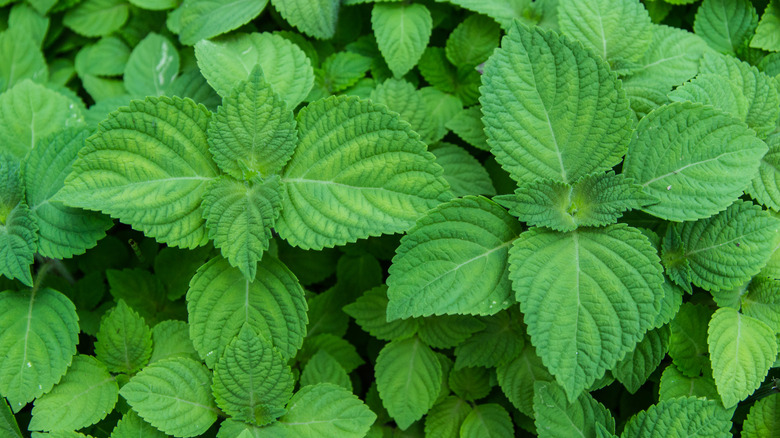 Shiso leaves growing