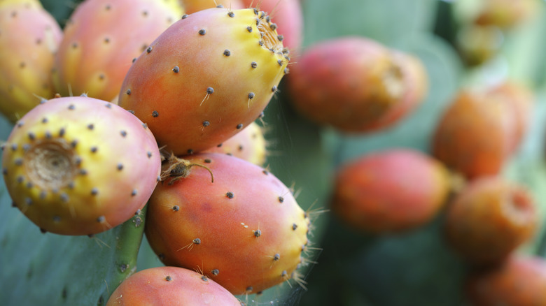 prickly pear fruit