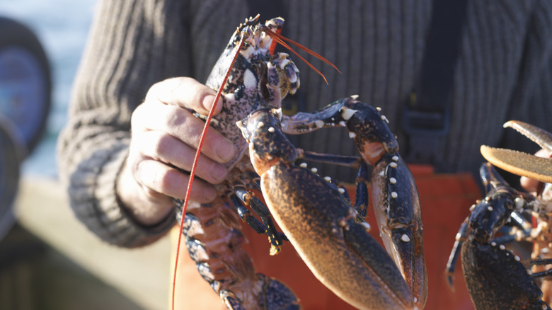 fisherman holding lobster on a boat at sea