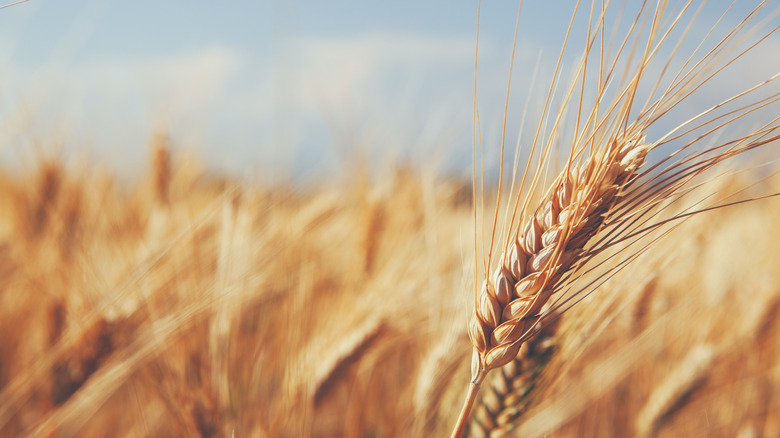 wheat in field