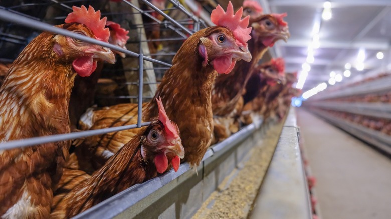 Chickens in battery cages