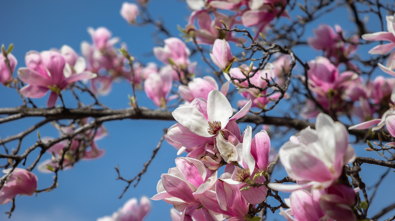 Magnolia blossoms against blue sky