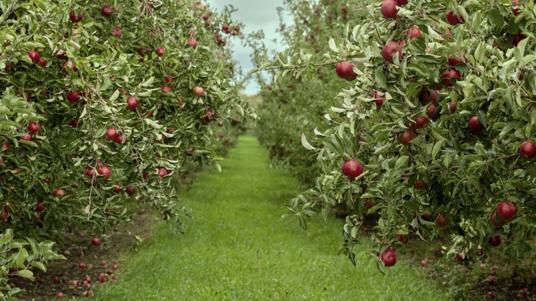 Arkansas apple orchard walkway