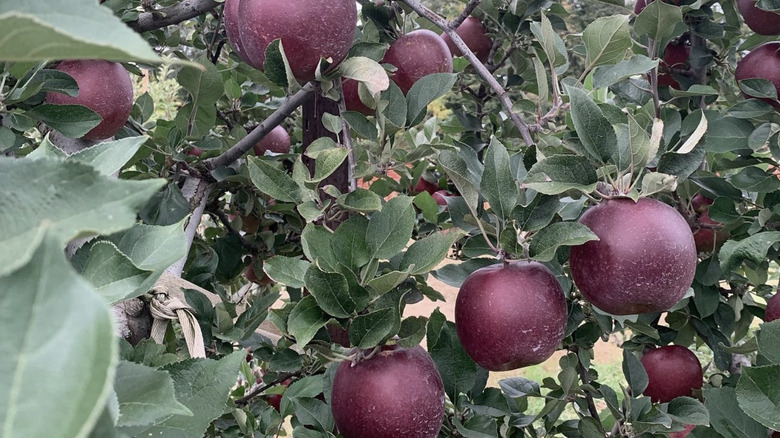 Closeup of Arkansas black apples