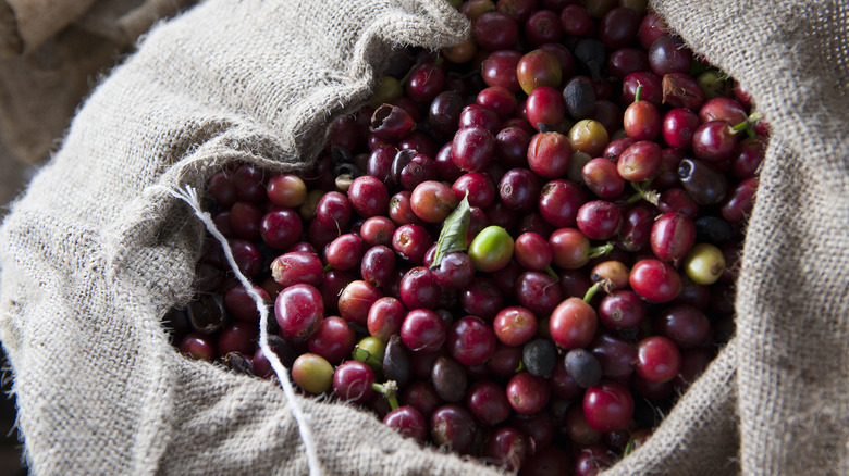 ripe Kona coffee cherries in burlap