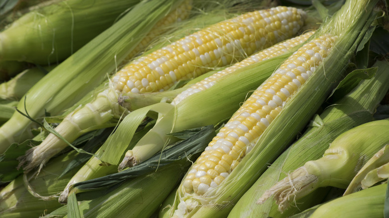 A pile of unshucked sweet summer corn