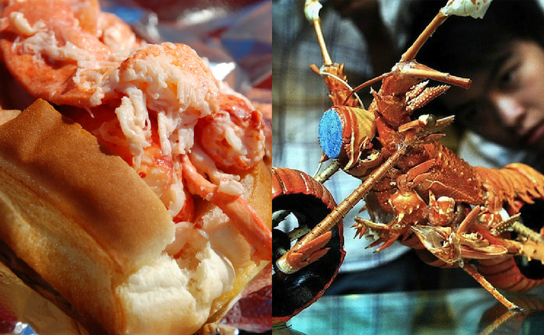 What To Do With All This Damn Lobster