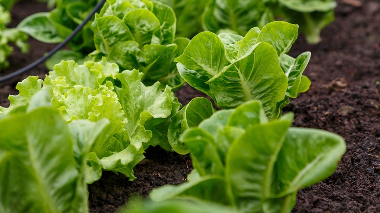 Freshly grown lettuce