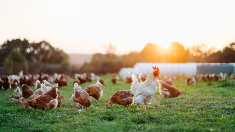 Chickens grazing in grass before a low-hanging sun