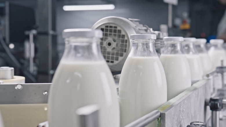 Full glass milk bottles sit on an assembly line