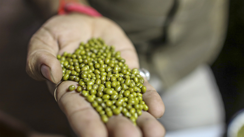 Hand holding mung beans