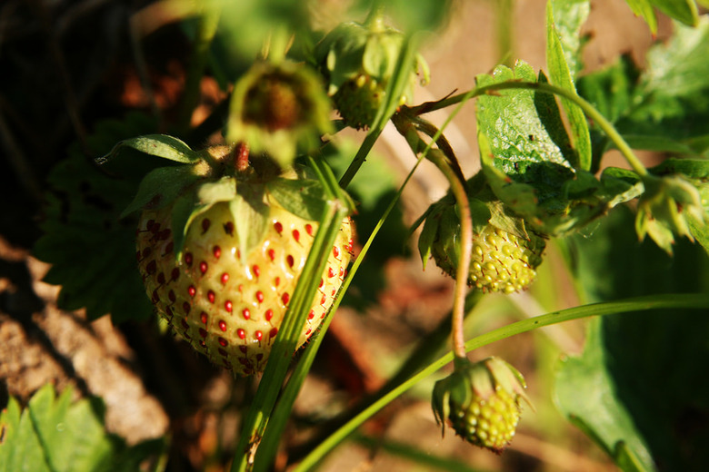 Green strawberry by  Quinn Dombrowski