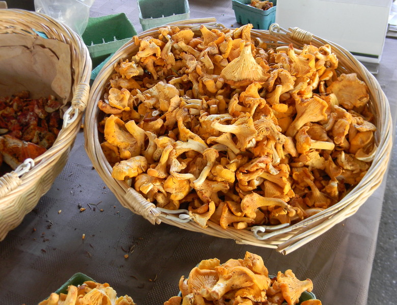 Yellow Foot Chanterelles