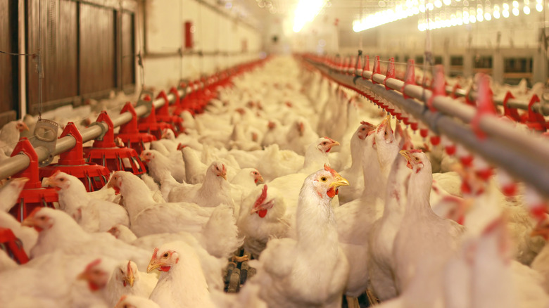 Many white chickens fill a brightly lit factory facility
