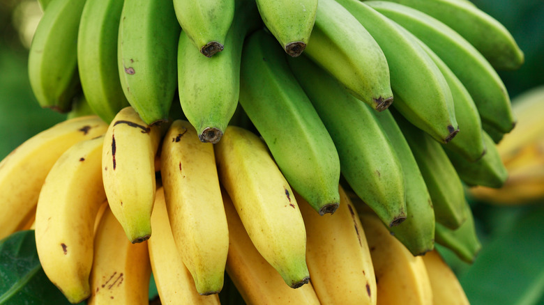 Green and yellow banana bunches