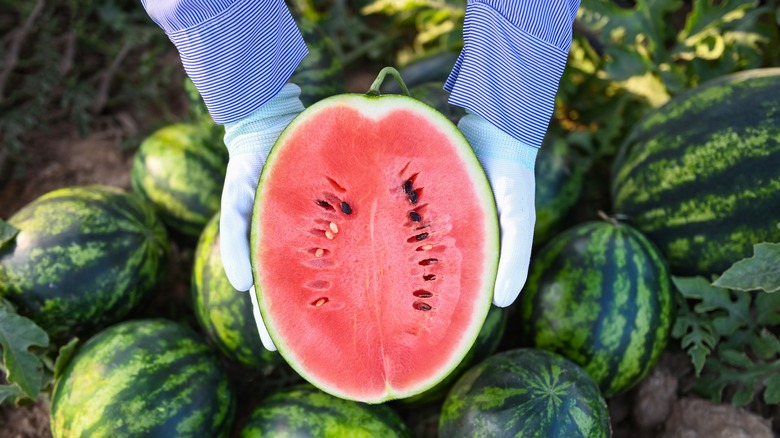 Watermelon picked in the field