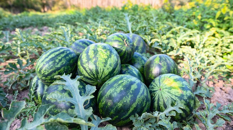 Whole watermelon fruit on the ground