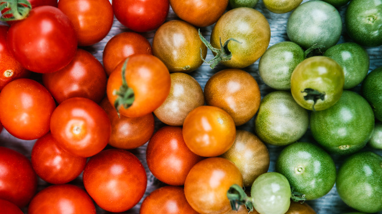 Cherry tomatoes in a gradient of color