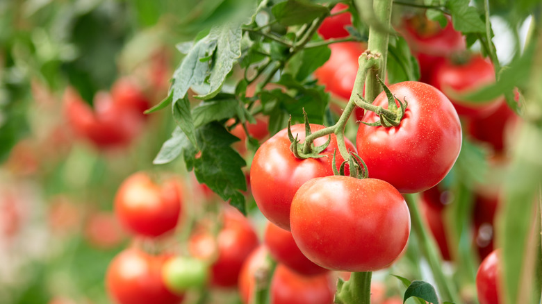 Tomatoes growing on a vine.