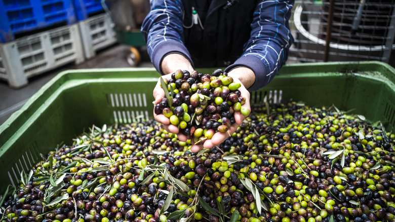 Hands holding handful of colored olives