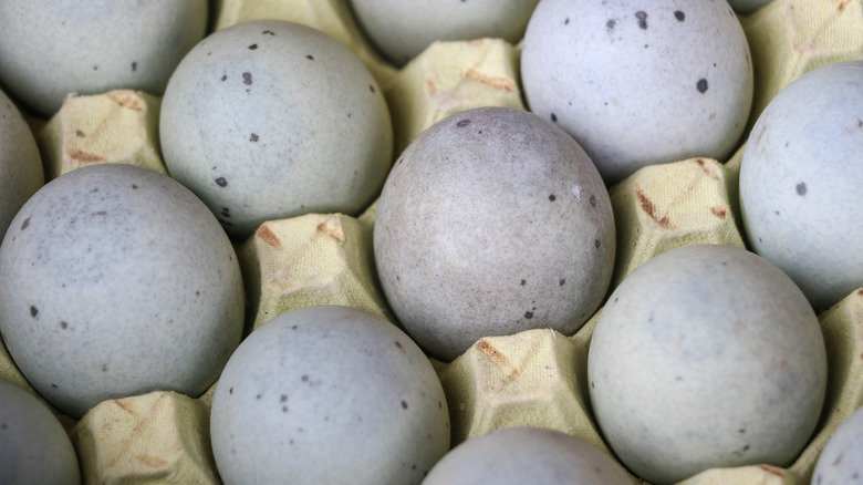 Beautiful blue speckled duck eggs sit in a carton