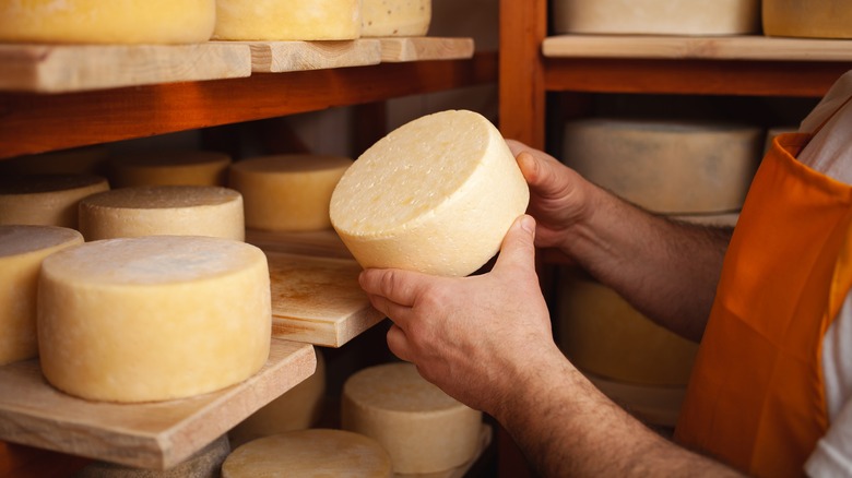 Hands holding cheese in a cheese cellar