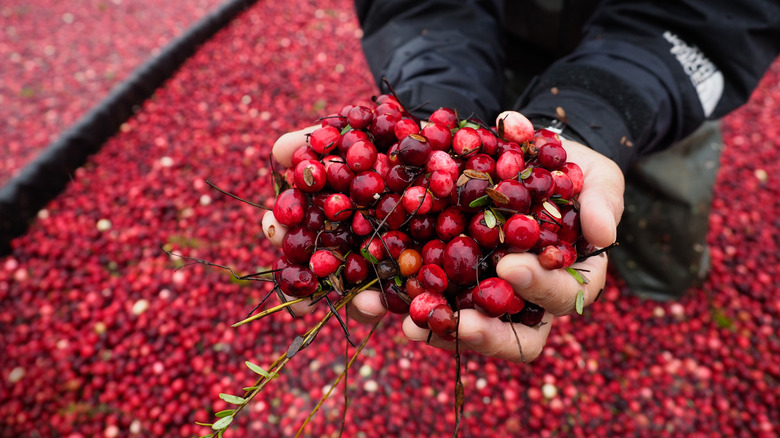 Cranberries being harvested.