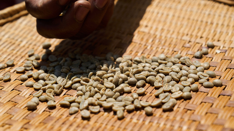 Green coffee beans being sun dried