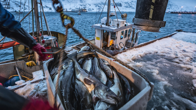 fishing boats and caught fish surrounded by snow