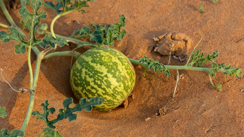 Watermelon growing in sand