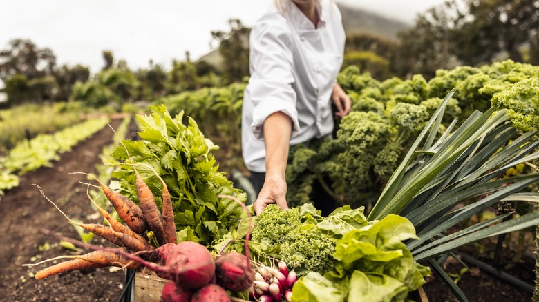 Chef harvesting vegetables on farm