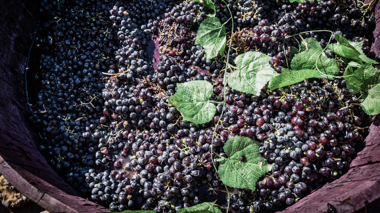 Grapes in wine-making tub