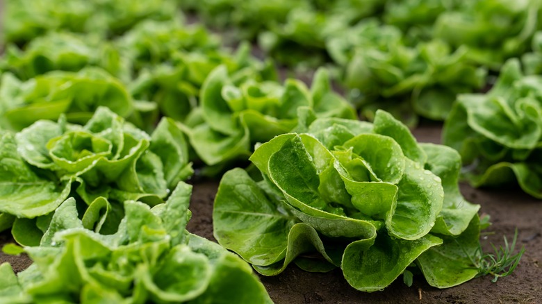 Green head of lettuce growing in field rows
