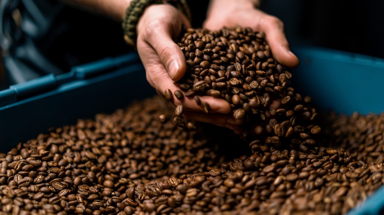 hands scooping coffee beans out of large container 