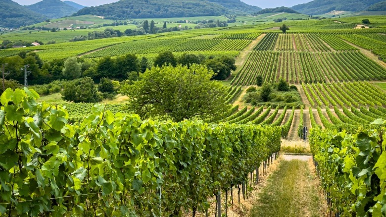 Vineyard landscape 