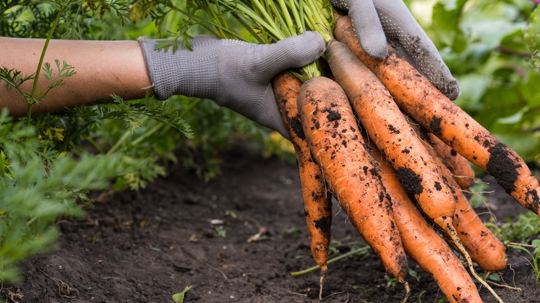 Orange carrots being harvested on farm