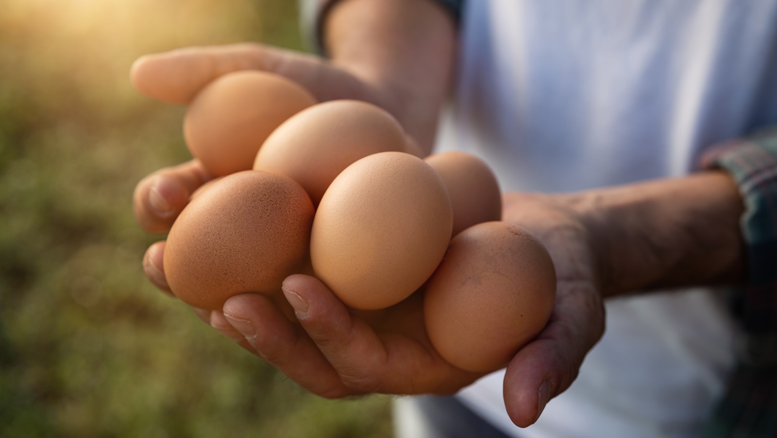 Why Farmers Market Eggs Aren't Refrigerated